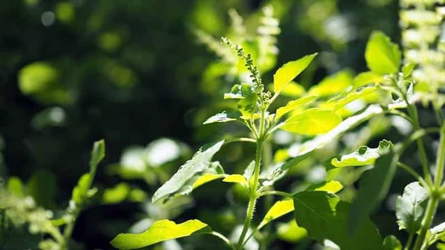 tulsi-basil-leaves-for-kidney-stones
