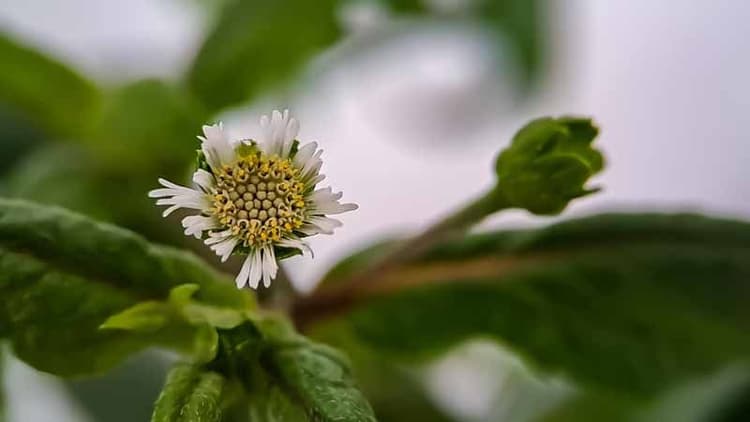 Bhringraj: Secrets Of The Ayurvedic Herb Revealed