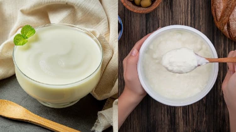 Yogurt OR Curd? What is Good for My Health?